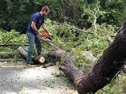 How Our Tree Care Process Works  in  Lake Wilderness, VA